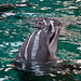 20111210 6971RAw [D~MS] Delfin, Zoo, Münster