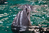 20111210 6972RAw [D~MS] Delfin, Zoo, Münster