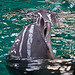 20111210 6972RAw [D~MS] Delfin, Zoo, Münster