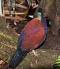20111210 6970RAw [D~MS] Vogel, Zoo, Münster