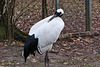 20111210 6962RAw [D~MS] Mandschurenkranich, Zoo, Münster