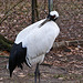 20111210 6962RAw [D~MS] Mandschurenkranich, Zoo, Münster