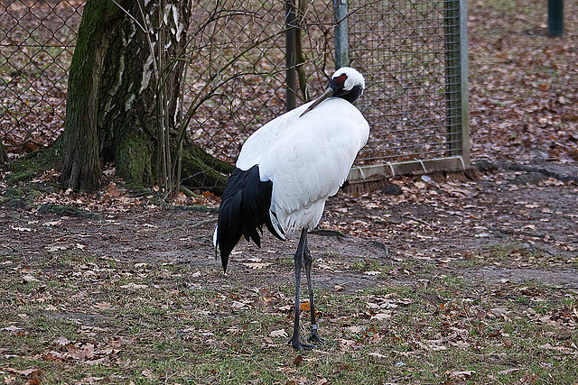 20111210 6961RAw [D~MS] Mandschurenkranich, Zoo, Münster