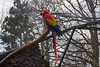 20111210 6958RAw [D~MS] Ara, Zoo, Münster
