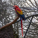 20111210 6958RAw [D~MS] Ara, Zoo, Münster