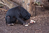 20111210 6955RAw [D~MS] Malaienbär, Zoo, Münster