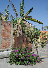 Briques et palmiers / Bricks and palm trees - 22 mars 2011