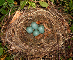 Blackbird's Nest