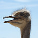 Ostrich @ Oudtshoorn