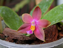 Phalaenopsis bellina x venosa