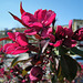 Fleurs rouges en buisson : Weigelia Red Prince