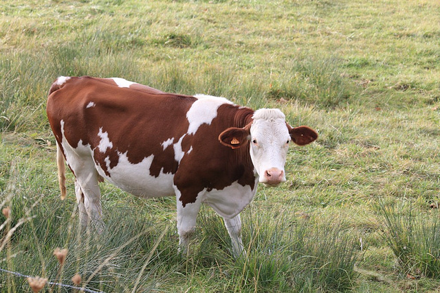 Vache Montbéliarde (3)
