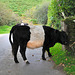 Hindernisse - Dartmoor 110903