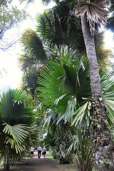 Zwerge unter Palmen
