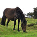 Pferd - Dartmoor 110903
