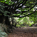 Baum - Dartmoor 110903