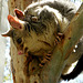Ringtail possum and baby