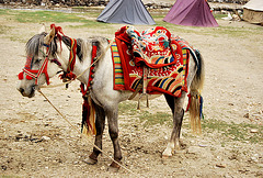 Pack pony, Tibetan style