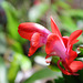 Schlumbergera hybride rouge (5)