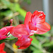 Schlumbergera hybride rouge (4)