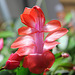 Schlumbergera hybride rouge
