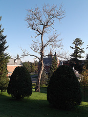 Arbre à l'étude / Tree in the study - 8 octobre 2011.