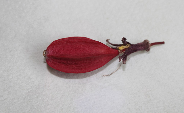 Passiflora sanguinolenta - fruit tombé