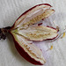 passiflora sanguinolenta - fruit stérile