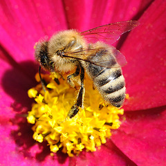 Une abeille...