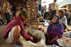 Bird market, Bukittinggi (Sumatra)
