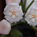 Hoya thomsonii (8)