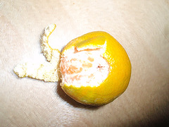 mandarine satsuma PB183837