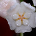 Hoya thomsonii (4)