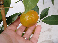mandarine satsuma PB183844