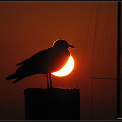 seagull sun..