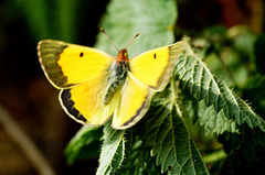 ...and a not so Clouded Yellow!