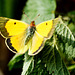 ...and a not so Clouded Yellow!