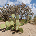 Prickly Pear and Cholla Cactus Boulders Arizona - SOOC