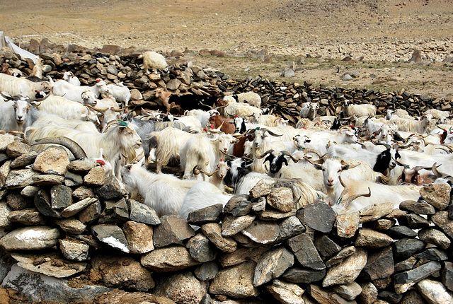 India. Goat enclosure.Near Tso Kar @ 4600m