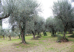 Olivenhain am Gardasee