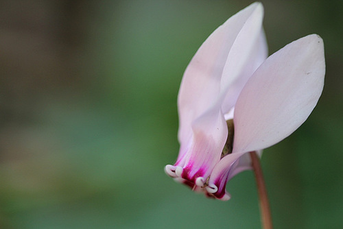 Cyclamen de Naples Cyclamen de Naples