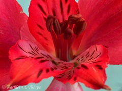 Red Flower Macro 2 SOOC