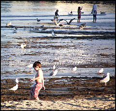 Gulls and kids