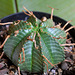Euphorbia meloformis fa magna