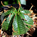 Euphorbia meloformis fa magna (3)
