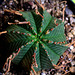 Euphorbia meloformis fa magna (4)