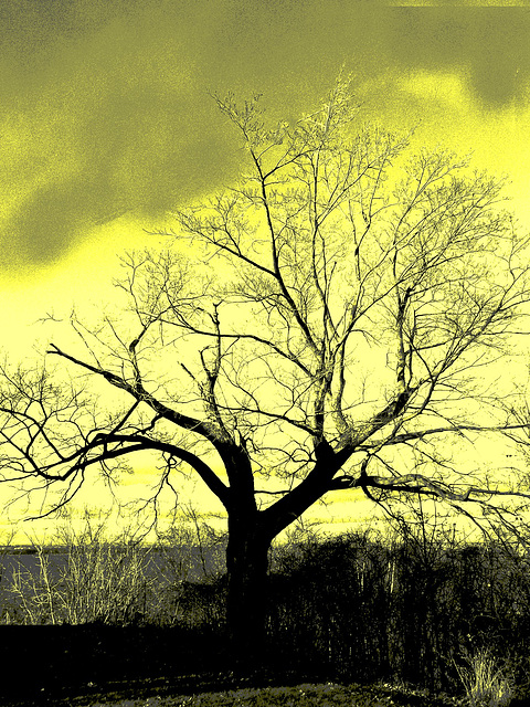 Arbre béni  / Blessed tree - Vintage postérisé