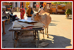 L'Inde. La vache qui mange du carton