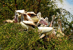 Pelican tree (milieu naturel)