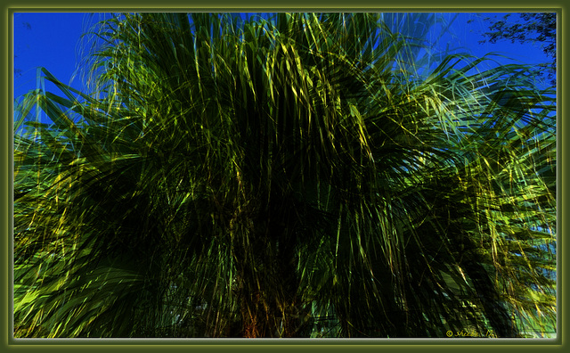 Palm fronds ..